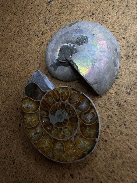 Large Polished Iridescent Shell Ammonite Fossil Specimens