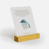 Backyard Birds Tarot Deck