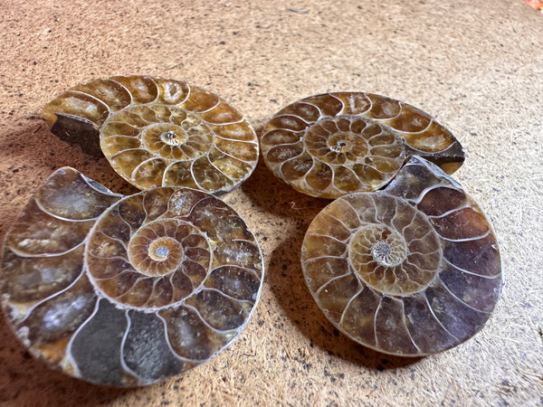 Medium Polished Iridescent Shell Ammonite Fossil Specimens