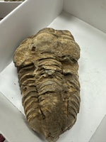 Fossilized Trilobites