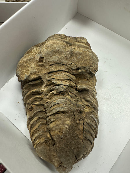 Fossilized Trilobites