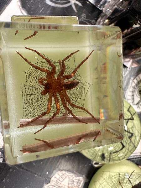 Glow In The Dark Spider and Web Cubed Paperweight