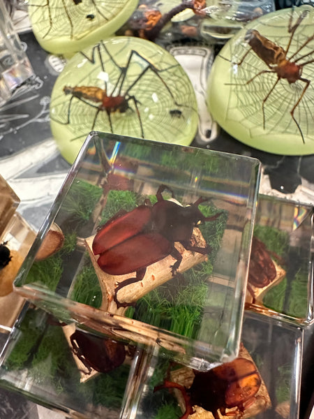 Antler Horned Beetle Cubed Paperweight