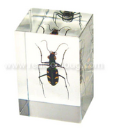 Small Green Tiger Beetle Paperweight