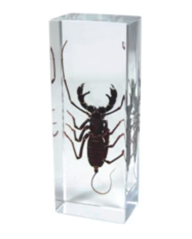 Whip Tail Scorpion Paperweight