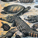 Reptiles Risograph Poster