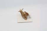 Helix Garden Snail Porcelain Decorative Figurine Miniature