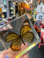 Real Monarch Butterfly Paperweight