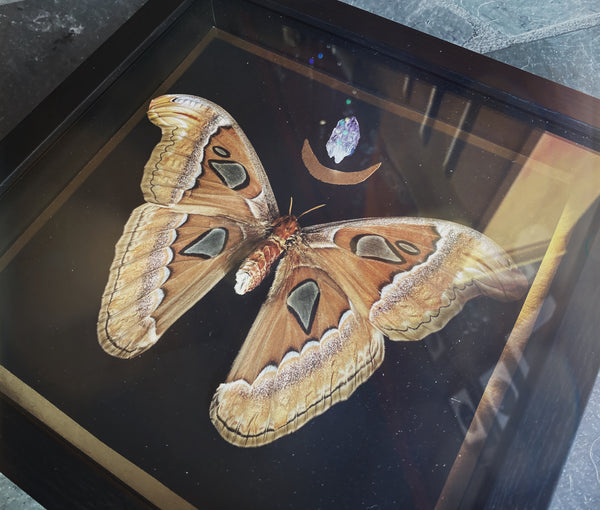 Large Atticus Atlas & Amethyst Moth Taxidermy
