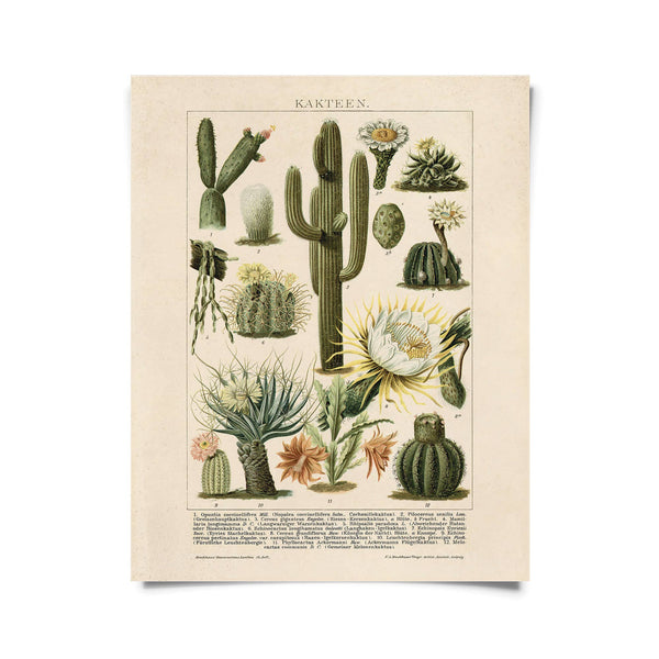 Framed Vintage Cactus 8 x 10 Print