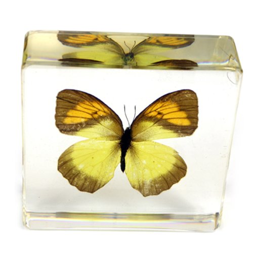 Real Yellow Orange Tip Butterfly Paperweight