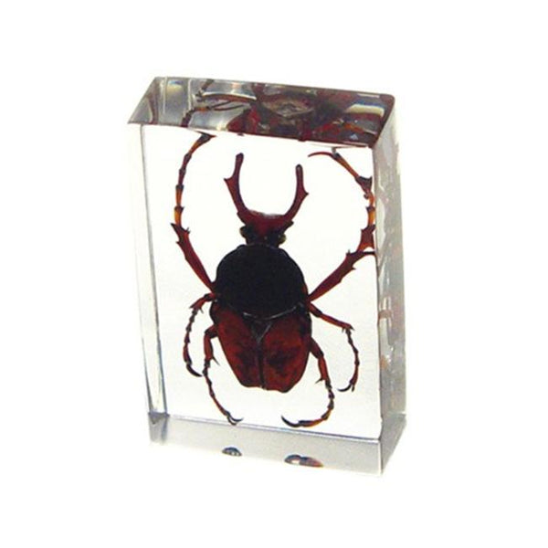 Small Antler Horned Beetle