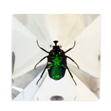Real Chafer Beetle Pyramid Paperweight