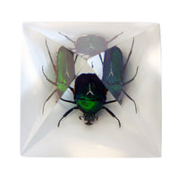 Real Chafer Beetle Pyramid Paperweight