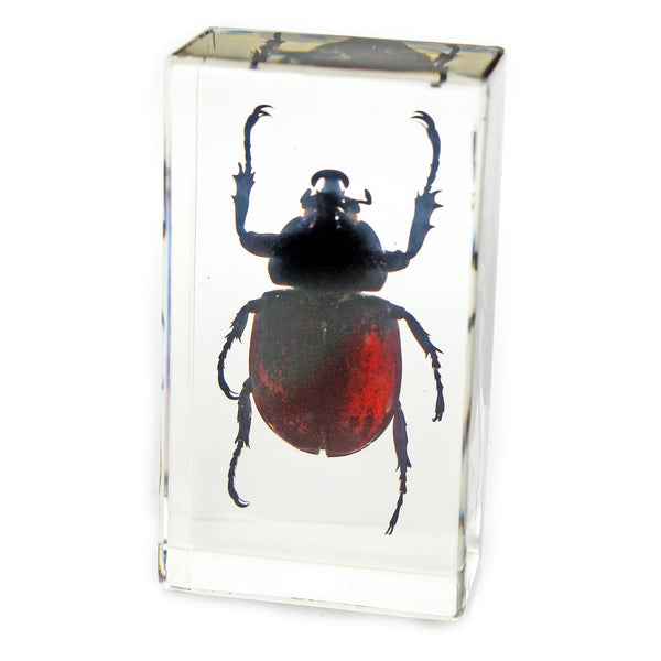 Real Rhinoceros Beetle Paperweight