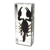 Scorpion Paperweight