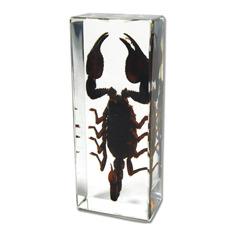 Scorpion Paperweight