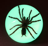Domed Glow In the Dark Tarantula Paperweight