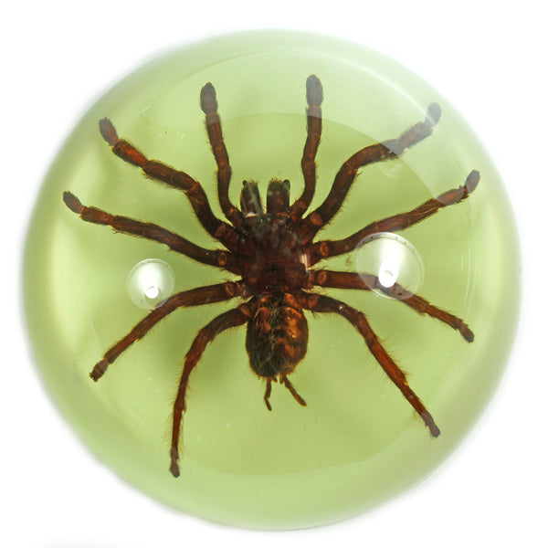 Domed Glow In the Dark Tarantula Paperweight