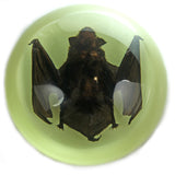 Domed Glow In the Dark Bat  Paperweight