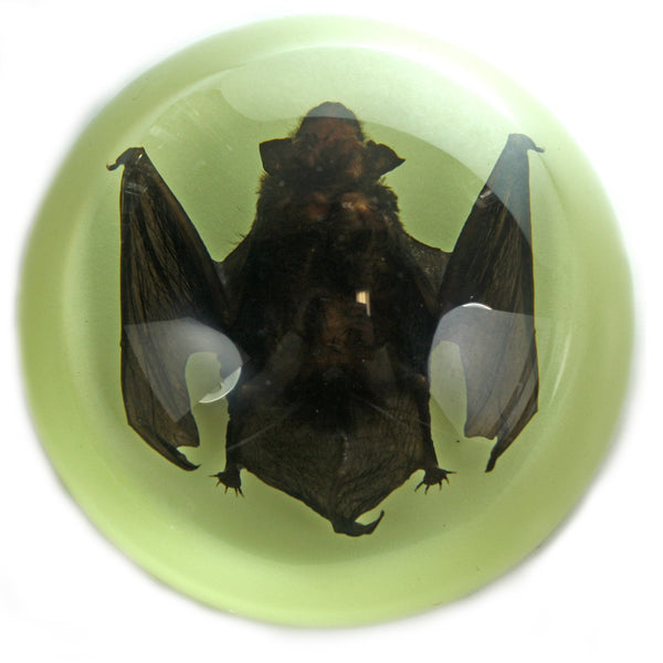 Domed Glow In the Dark Bat  Paperweight