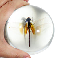 Dragonfly Domed Paperweight