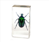 REAL Chafer Beetle Paperweight