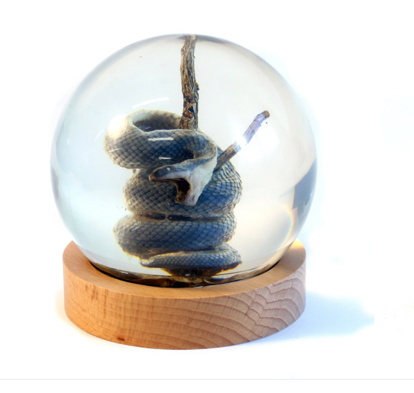 Real Watersnake Globe