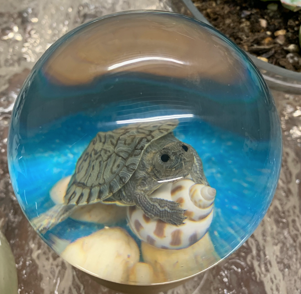 Large Turtle Globe