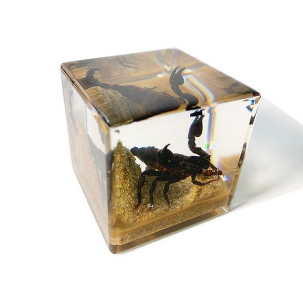 Clear Sand Scorpion Cube Paperweight