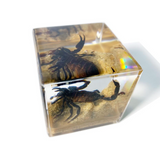 Clear Sand Scorpion Cube Paperweight