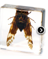 Small Cicada Paperweight