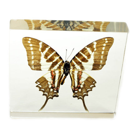 Swallow Tail Butterfly Paperweight