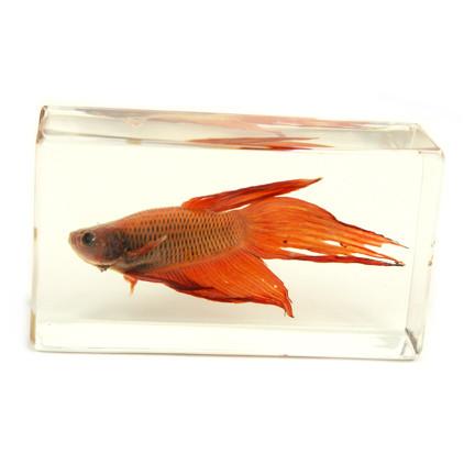 Real Siamese Fighting Fish Paperweight