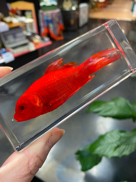 Real Red Goldfish Paperweight