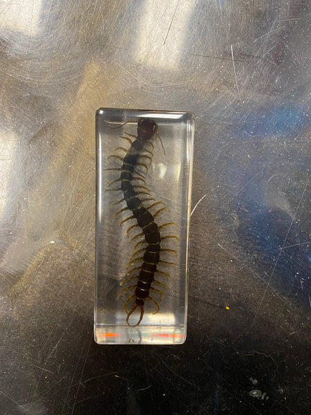 Centipede Paperweight