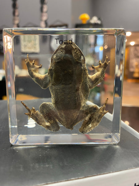 Real Toad Paperweight