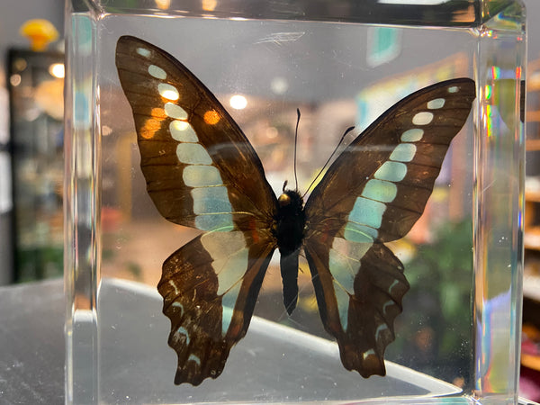 Real Blue Bottle Butterfly Paperweight