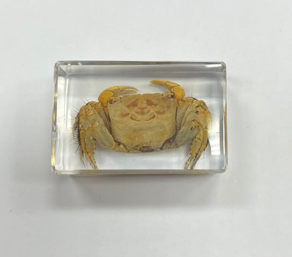 Real Crab Small Paperweight