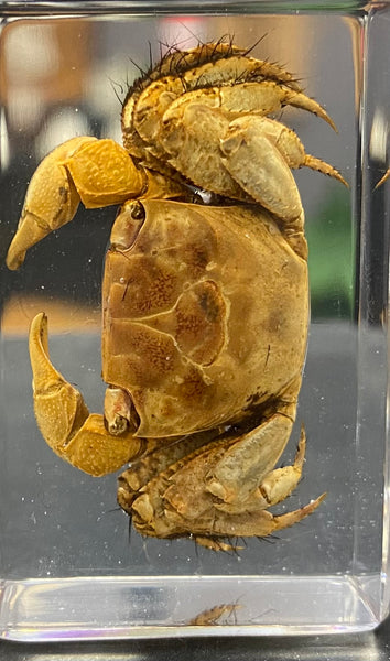 Small Crab Paperweight